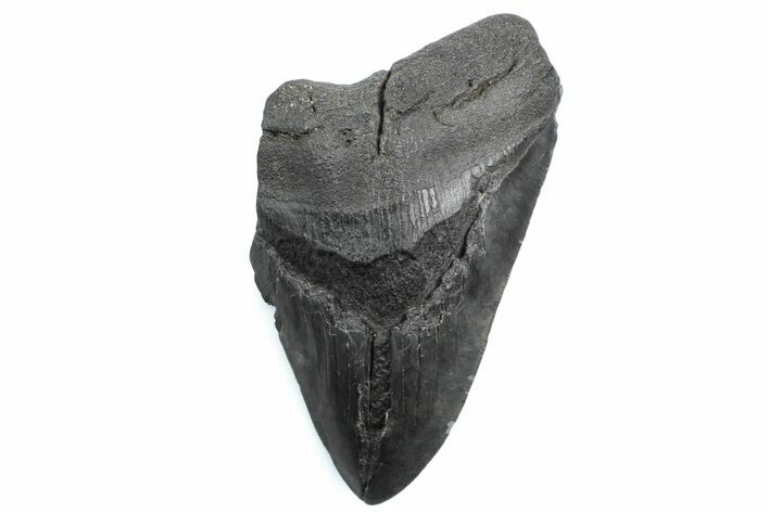 Partial Fossil Megalodon Tooth - South Carolina #362542